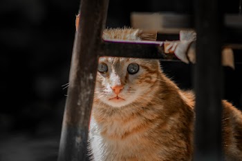 Orange Tabby Cat Under Chair