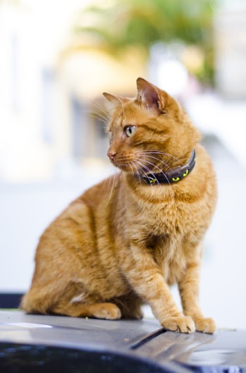 Orange Tabby Cat Wearing Black Collar