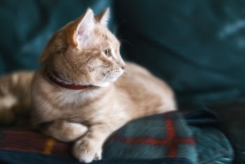 Orange Tabby Cat With Red Collar on Green Sofa