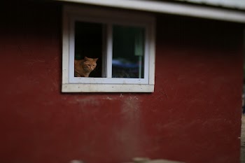 Orange tabby cats. Original public | Free Photo - rawpixel