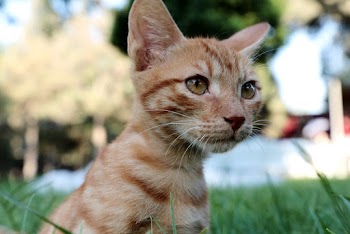 Orange Tabby Kitten