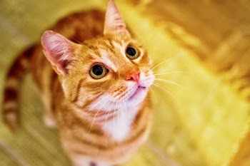 Orange Tabby Kitten