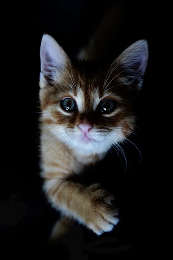 Orange Tabby Kitten