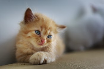 Orange Tabby Kitten