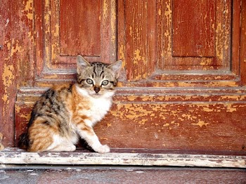 Orange Tabby Kitten Beside Brown Wooden Table