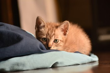 Orange Tabby Kitten Reclining on Floor
