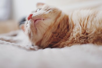 Orange Tabby Lying on Cushion