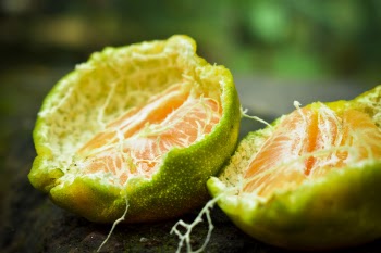Orange Tangerine