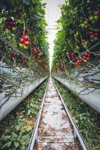 Orange Tomatoes
