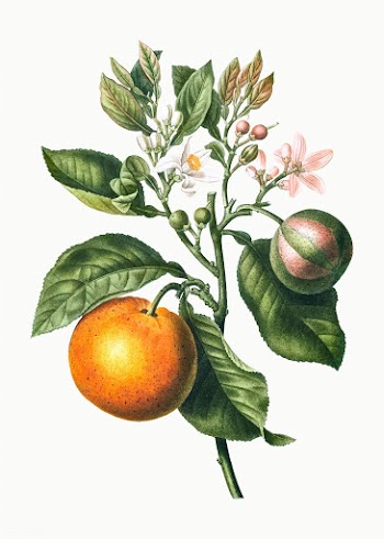 Orange tree branch | Free stock vector - 569615