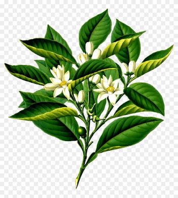 Orange Tree - Organic Bitter Orange Leaf
