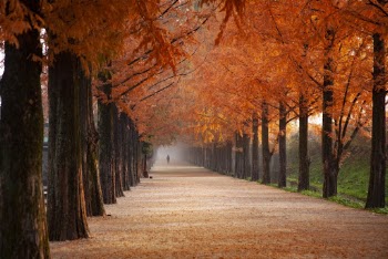 Orange Trees