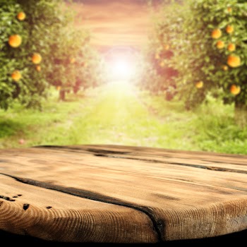 orange trees with fresh fruits and worn old desk top and free space 