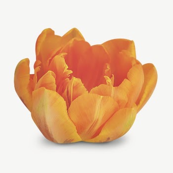 Orange tulip collage element psd | Free PSD - rawpixel
