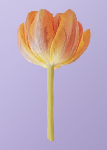 Orange tulip, flower clipart psd | Free PSD - rawpixel