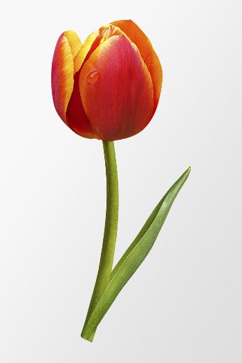 Orange tulip, flower clipart psd | Free PSD - rawpixel