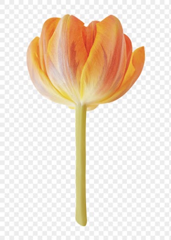 Orange tulip png, flower sticker, | Free PNG - rawpixel