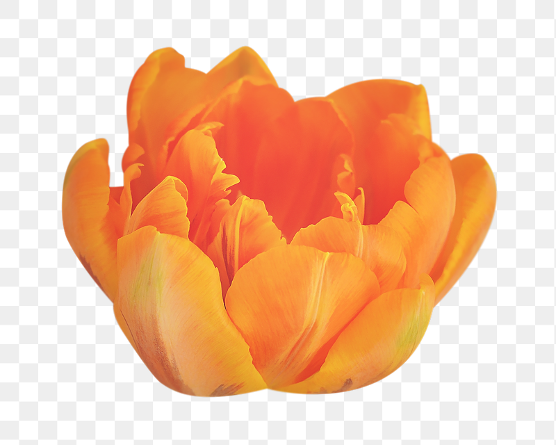 Orange tulip png sticker, transparent | Free PNG - rawpixel