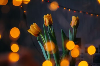 Orange Tulips With Bokeh Lights
