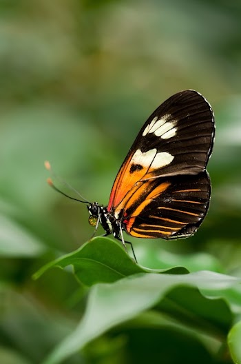 Orange White and Black Butterfly on Green Leaf