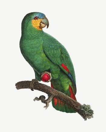 Orange-winged Amazon parrot bird, vintage | Free PSD Illustration - rawpixel