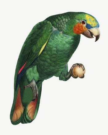 Orange-winged Amazon parrot bird, vintage | Free PSD Illustration - rawpixel