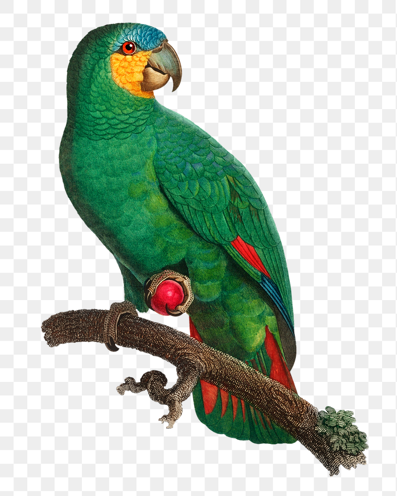 Orange-winged Amazon parrot png bird | Free PNG Illustration - rawpixel