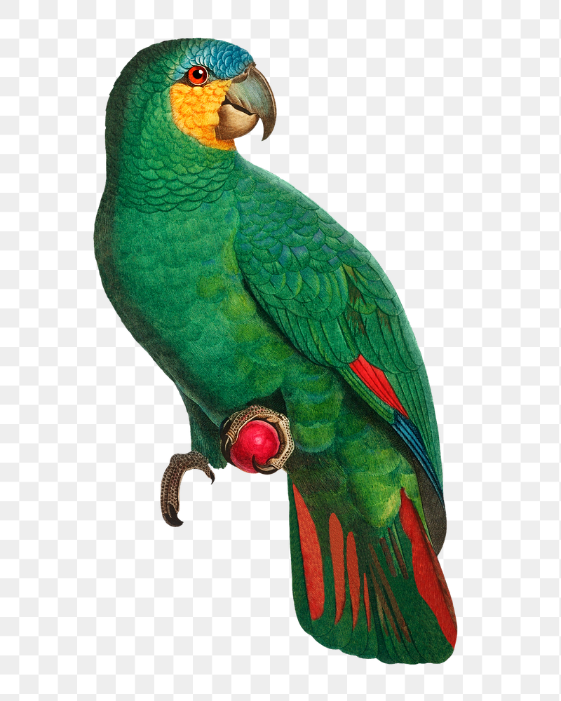 Orange-winged Amazon parrot png bird | Free PNG Illustration - rawpixel