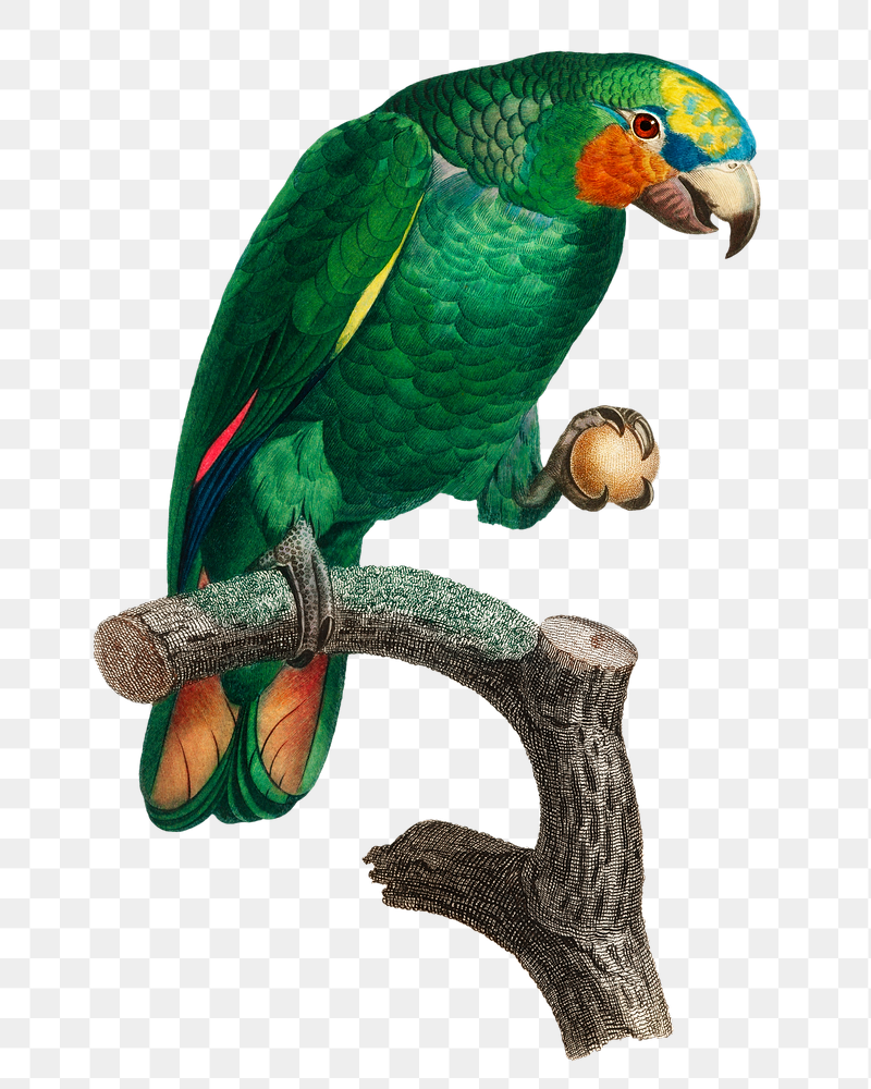 Orange-winged Amazon parrot png bird | Free PNG Illustration - rawpixel