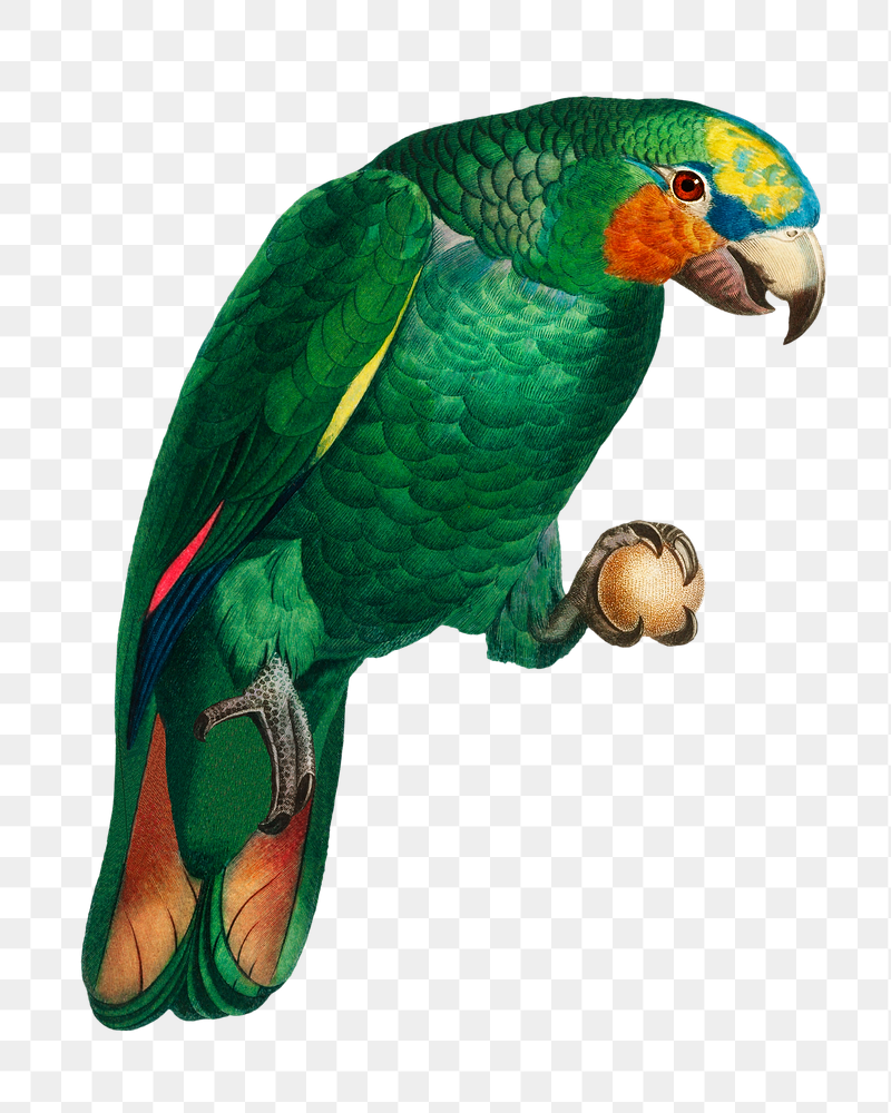 Orange-winged Amazon parrot png bird | Free PNG Illustration - rawpixel