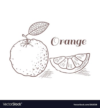 Orange with leaf in engraving style vector image