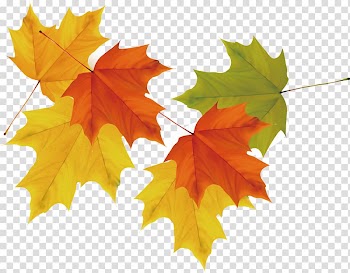 Orange, yellow, and green leaves , Maple leaf Autumn, maple leaf transparent background PNG clipart