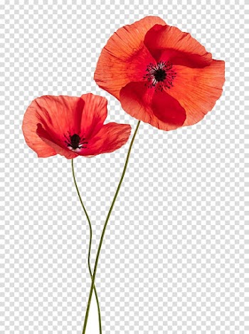 Orangepoppy flowers, Common poppy Flower Remembrance poppy, Red flower pattern transparent background PNG clipart