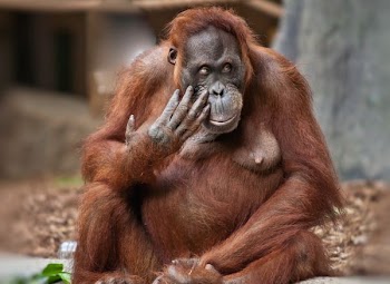 orangutan