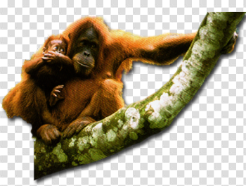 Orangutan Download Transparent PNG Image