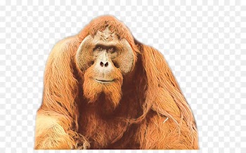 Orangutan, Gorilla, Monkey, Primate PNG