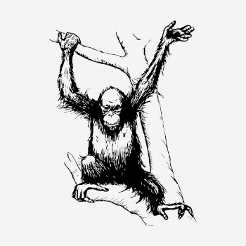 Orangutan monkey drawing, vintage wildlife | Free Photo - rawpixel