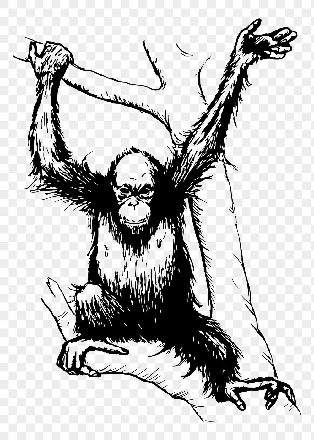 Orangutan monkey png sticker, vintage | Free PNG - rawpixel