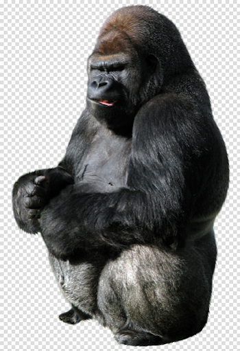 Orangutan Transparent Background PNG