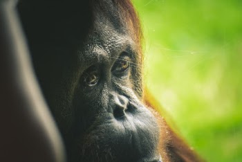 orangutang in Close-up Photography