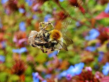 Orb Weaver Spider Webbing Bee