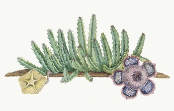Orbea verrucosa (Masson) L.C. Leach.: | Free Photo Illustration - rawpixel
