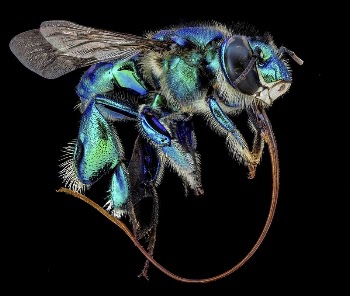 Orchid bee, Euglossa imperialis, side | Free Photo - rawpixel