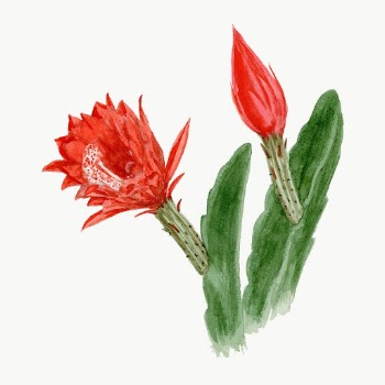 Orchid cactus drawing, aesthetic vintage | Free Photo Illustration - rawpixel