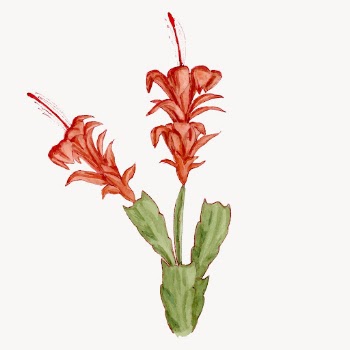 Orchid cactus sticker, aesthetic vintage | Free Vector Illustration - rawpixel
