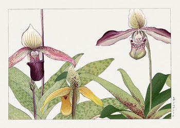 Orchid flower, Japanese woodblock art | Free Photo Illustration - rawpixel