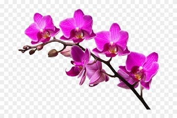 Orchid Flower Purple