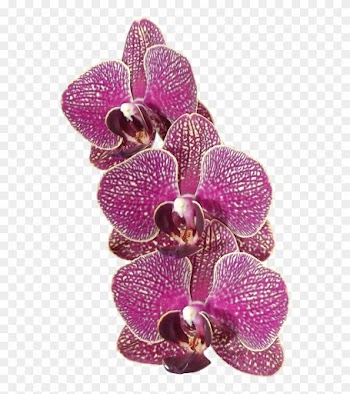 Orchid Flowers 1 Png By Adagem - Orchid Leaf Transparent Png