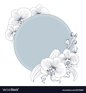 Orchid phalaenopsis flower branch bouquet wreath Vector Image