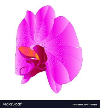 orchid phalaenopsis lila flower lila colours